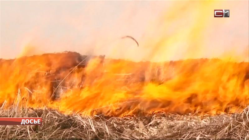 Без паники, лес не горит: в окружном Депнедра успокоили жителей Ханты-Мансийска
