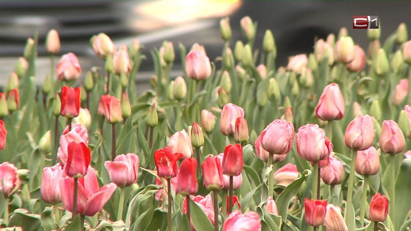 Украшение города: в Сургуте расцвели первые из 40 тысяч тюльпанов