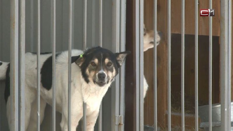 Югорчанка 4 года терроризировала соседей незаконным приютом для собак