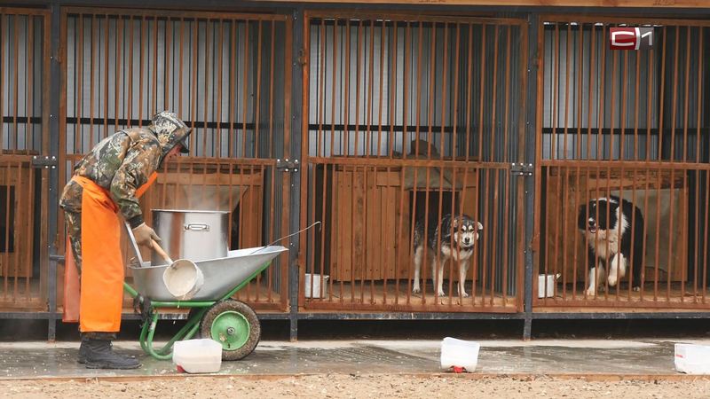 В Сургутском районе построят муниципальный приют для бездомных животных