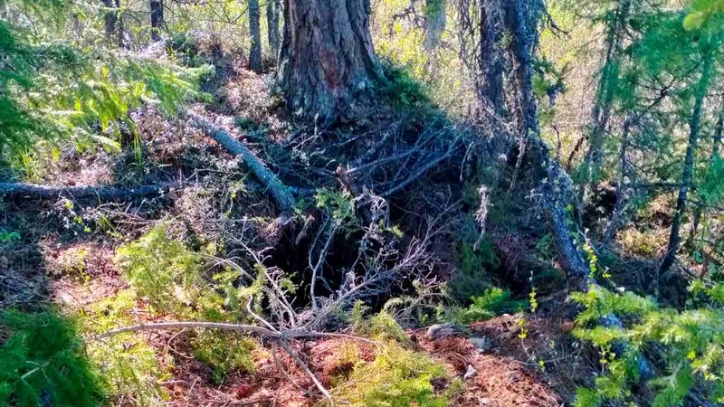 Под завалами деревьев в Югре нашли тело пропавшего мужчины