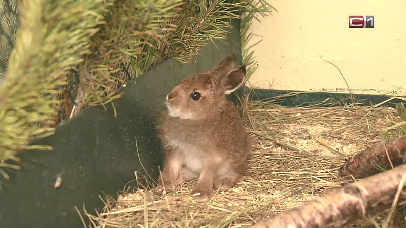 Сургутские зоологи спасли зайчонка от гибели. О чем они предупредили горожан