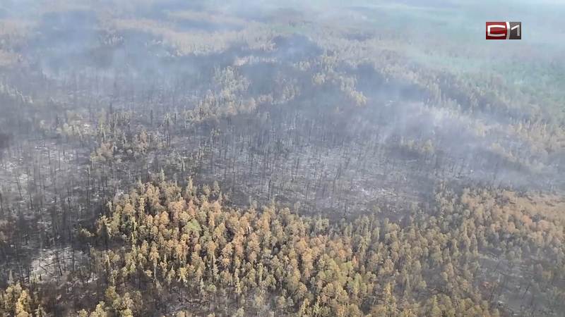 Четыре лесных пожара действует в Югре, один из них удалось локализовать