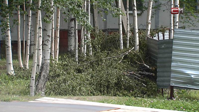 Сургутяне возмущены вырубкой берез в своем дворе — деревьям было больше 30 лет