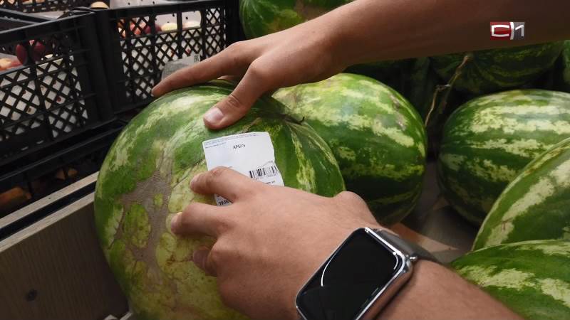 Сезон арбузов в Сургуте: насколько безопасны плоды, продаваемые в городе