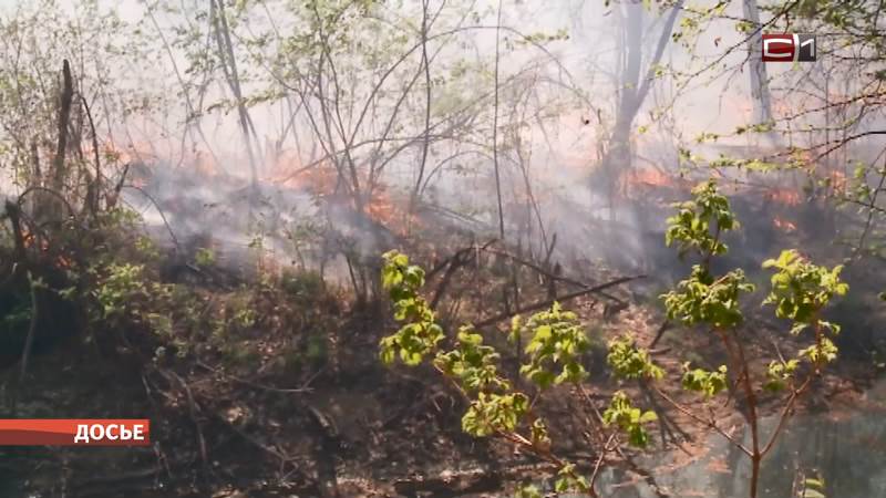 В Югре растет площадь лесных пожаров