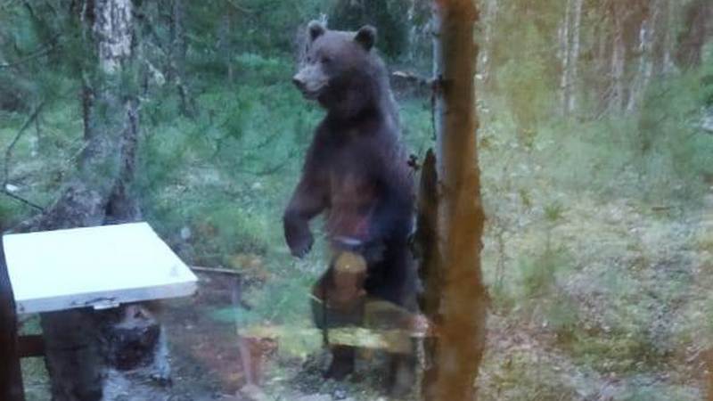 В Югре к лагерю спасателей в лесу вышел медведь, чья берлога сгорела в пожаре