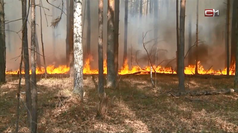 Площадь лесных пожаров в Югре увеличилась