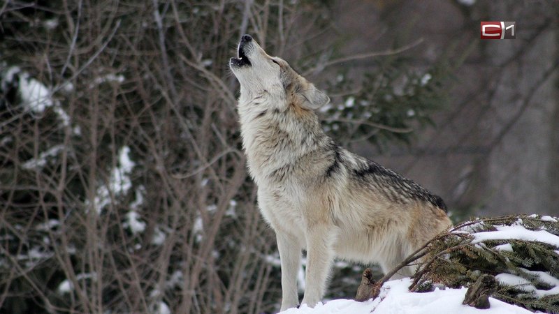 На трассе в Сургутском районе насмерть сбили волка