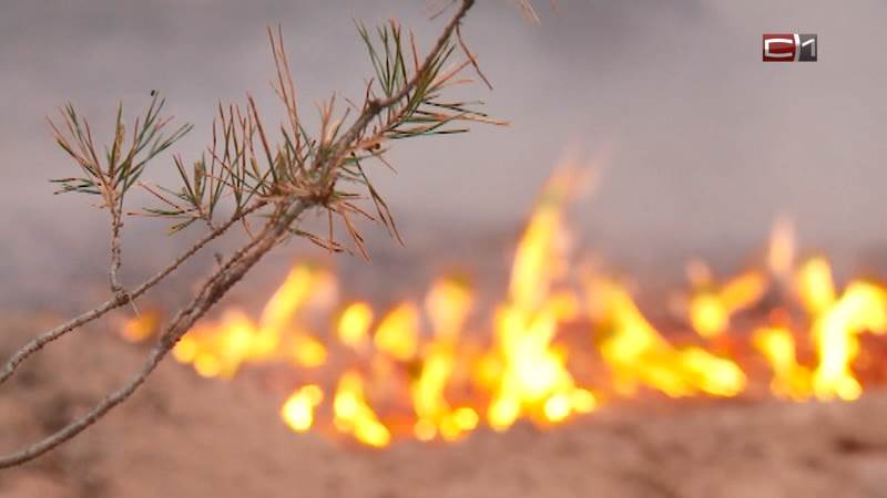 Площадь лесных пожаров в Югре уменьшилась на 4 тысячи гектар за сутки