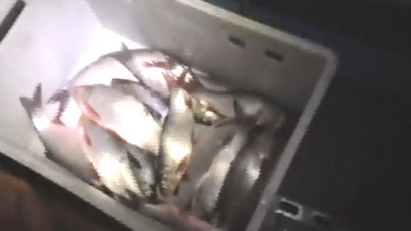 Больше чем на пять миллионов рублей поймали рыбы в Оби двое югорчан-браконьеров