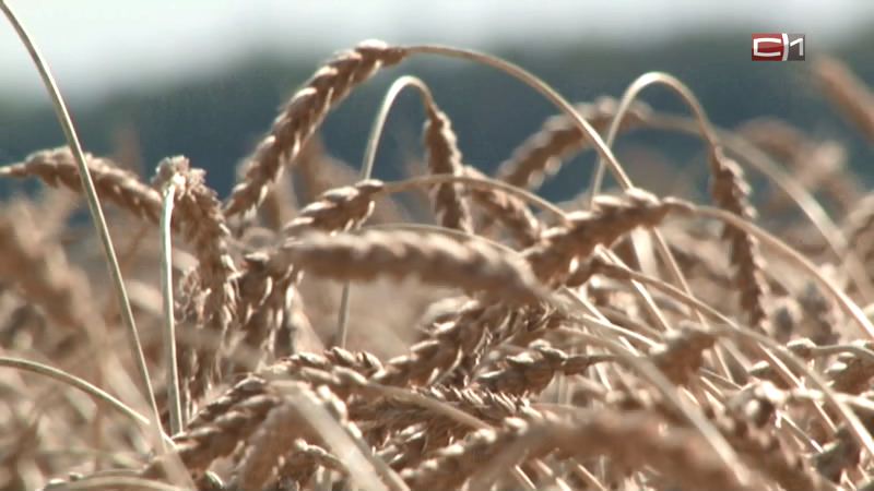 Небывалый урожай пшеницы собирают в Тюменской области