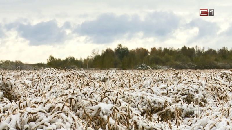 В уборку урожая зерновых в Тюменской области вмешался снегопад