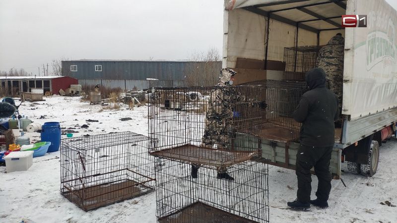 Незаконный приют для животных ликвидируют в Сургуте