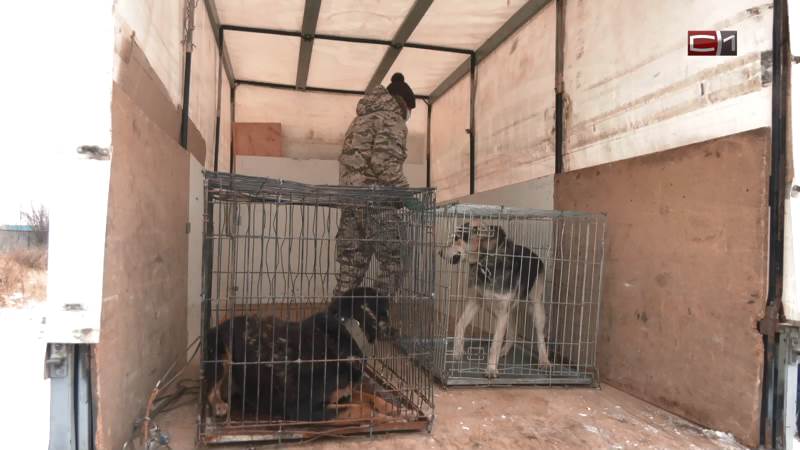 Собакам из ликвидированного приюта в Сургуте нашли новый дом