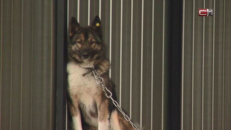 Инцидент с нападением стаи собак на женщину в Югре расследует СК