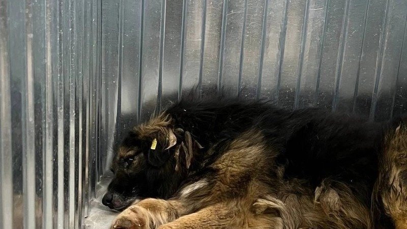 Югорчане призывают наказать живодера, истязавшего и насиловавшего собаку