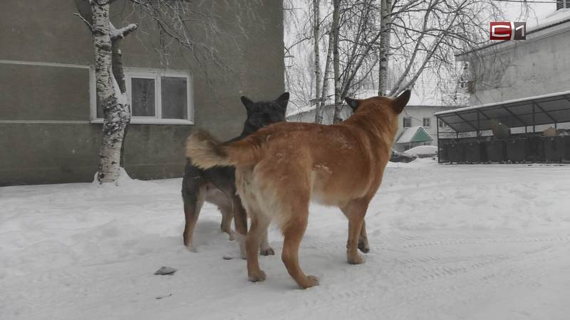 В Сургутском районе уже штрафуют собачников, отправляющих питомцев на самовыгул