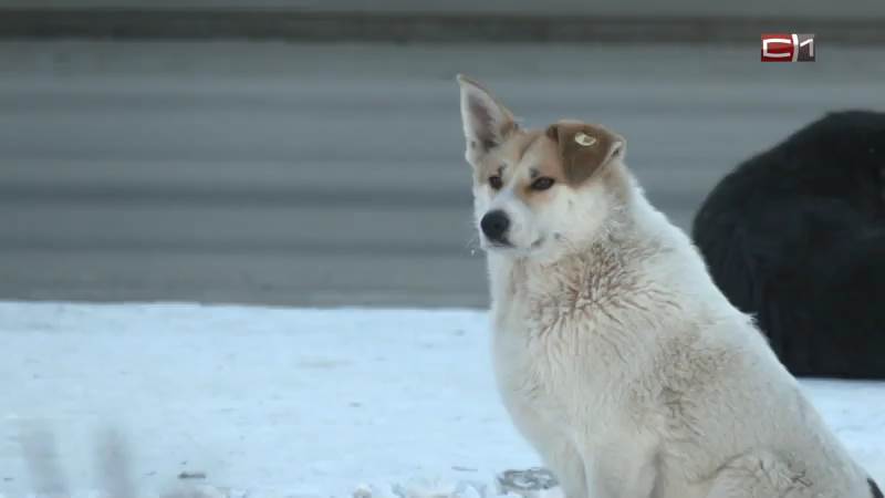 В Сургуте снова разрешат выпускать безнадзорных собак в жилой зоне