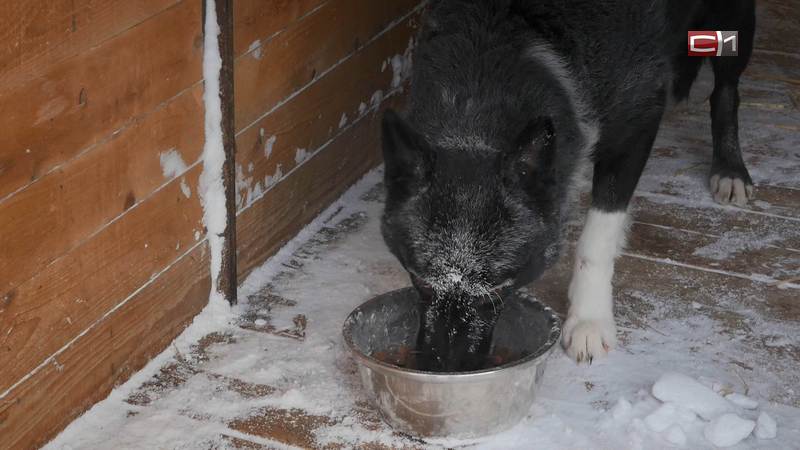 Кто в суровые сургутские морозы приходит на помощь бездомным животным