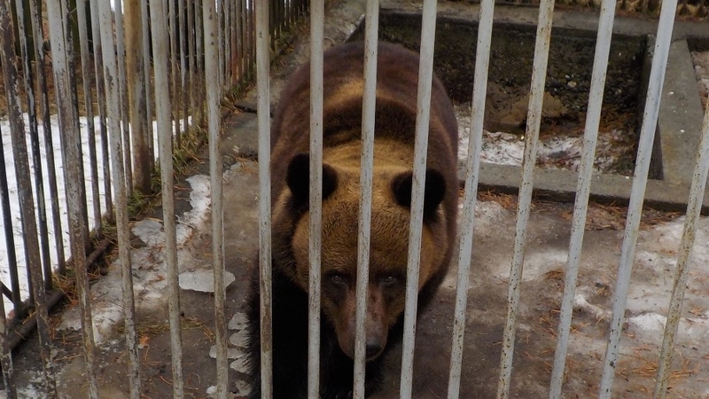 В лесах Югры просыпаются бурые медведи — жителей просят быть внимательными