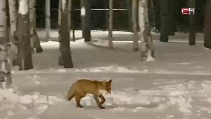 В Югре участились случаи нападения лис на домашних животных