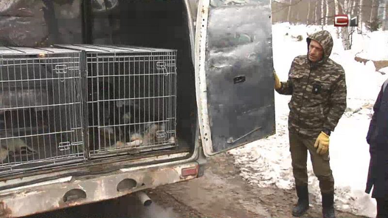 Более 20 штрафов выписали в Сургутском районе за ненадлежащее содержание домашних животных