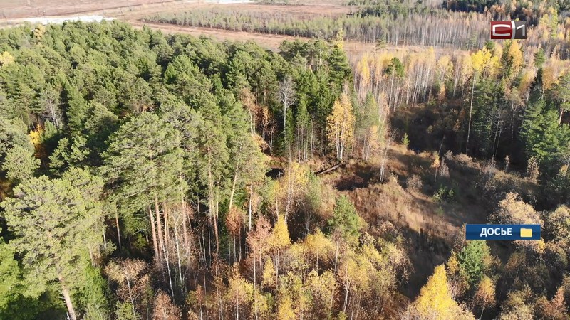 Вице-премьер Абрамченко внесла Югру в антирейтинг по борьбе с лесными пожарами