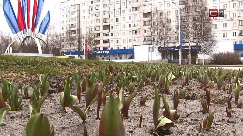 На клумбах в Сургуте пробиваются первые тюльпаны