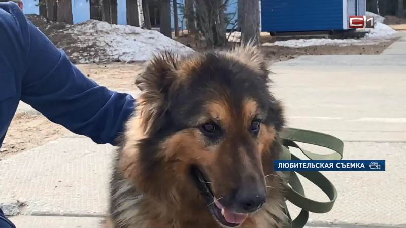В УМВД Сургута ищут дом служебной собаке, ушедшей на заслуженный отдых
