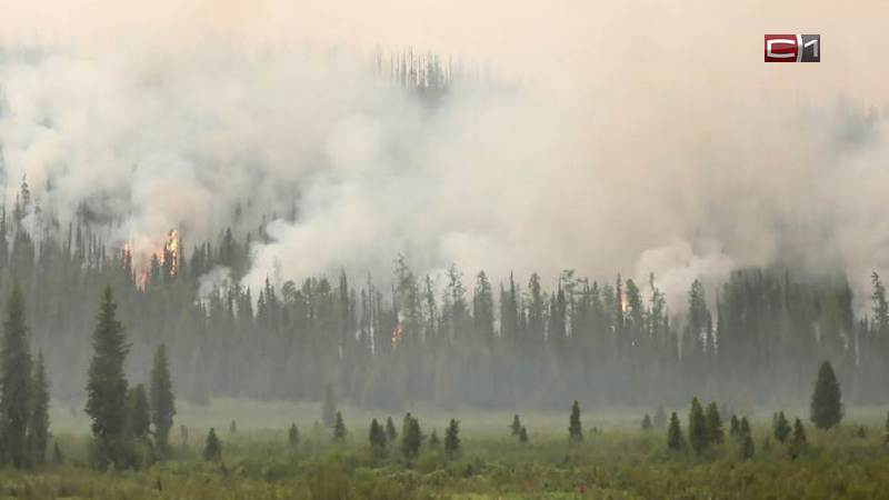 В Сургутском и Октябрьском районах горят леса
