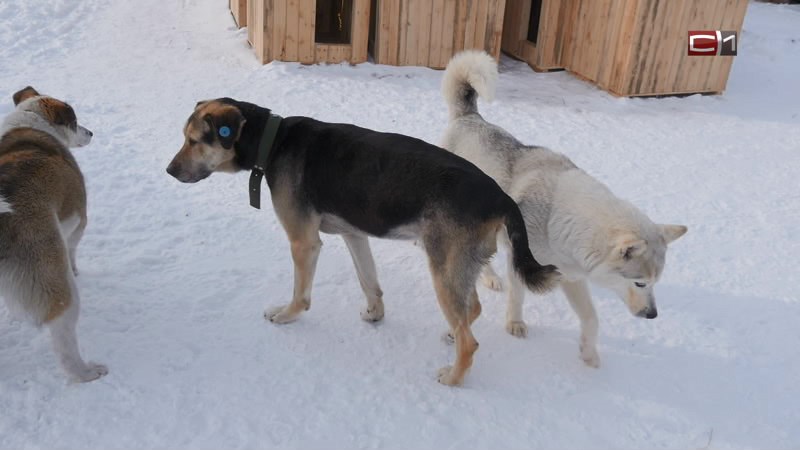 В Сургутском районе хозяйка собаки заплатит компенсацию покусанной школьнице