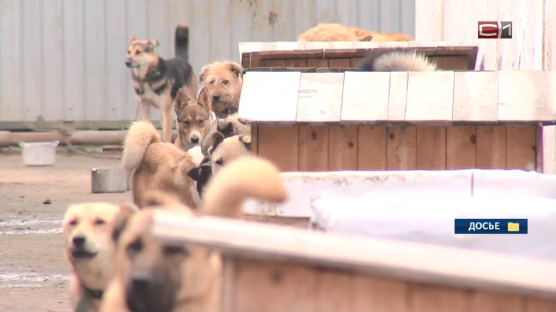 СК в Югре проверяет информацию о нападении бездомных собак на женщину