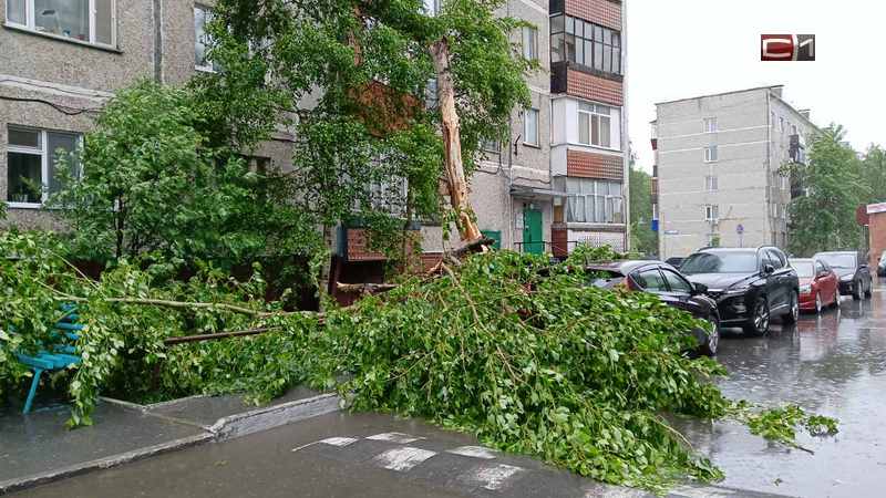 Поваленные деревья, отключение светофоров: последствия непогоды в Сургуте