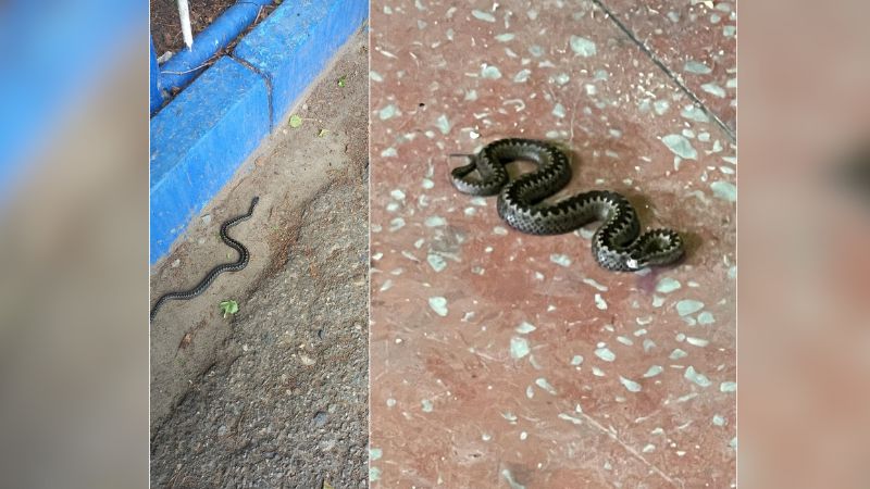 В Югре активизировались змеи. Жители делятся фотографиями пресмыкающихся