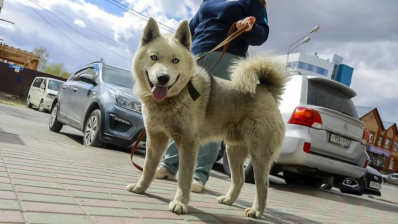 Около 80 собак из приютов обрели хозяев благодаря зоозащитной акции в Югре