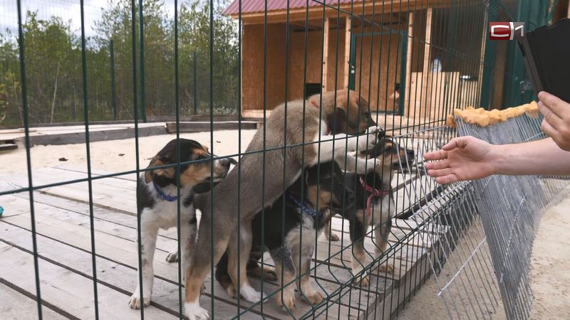 Бесплатно чипировать собак предлагают в дачных кооперативах Сургутского района