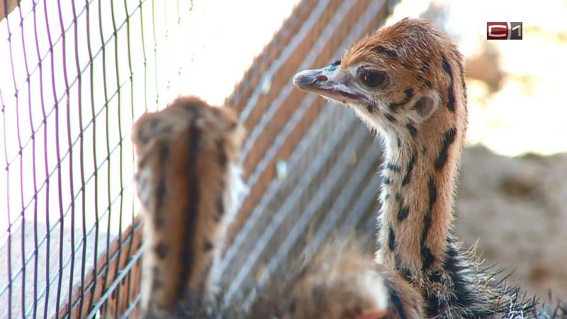 «Стрекочат, как кузнечики»: на страусиной ферме в Тюмени вылупились 40 птенцов