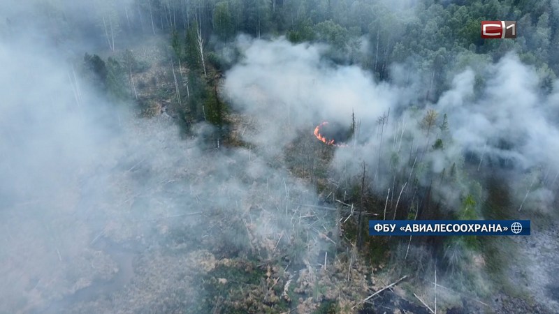 Почти полсотни лесных пожаров ликвидировано в Югре за неделю