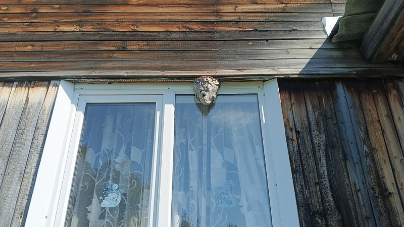 Жалят и кусают. Осиное гнездо над окном не дает покоя жильцам дома в Югре