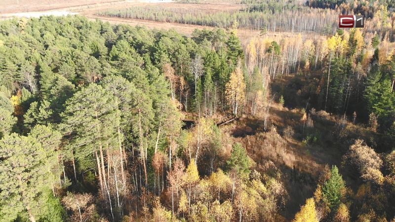 На территории Югры снимут запрет на посещение лесов