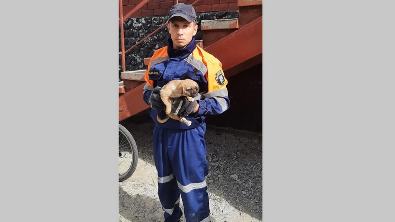 В Югре развернули операцию по спасению щенка, застрявшего в лестничном проеме