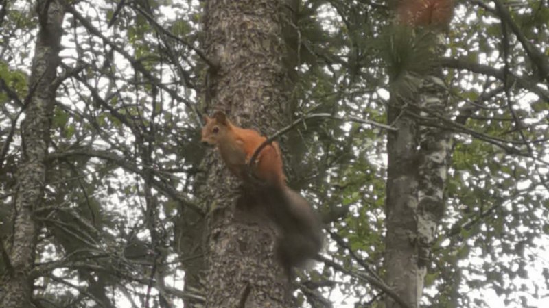 В объективы лесной охраны Югра попала милая охотница за кедровыми шишками