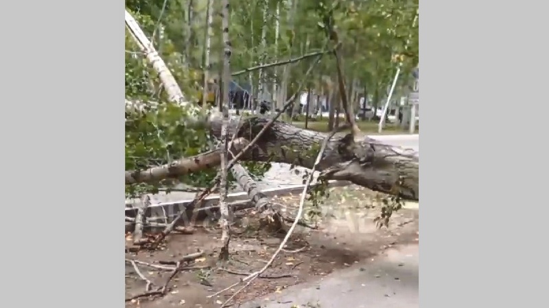 В Нижневартовске упало огромное дерево и перегородило дорогу водителям