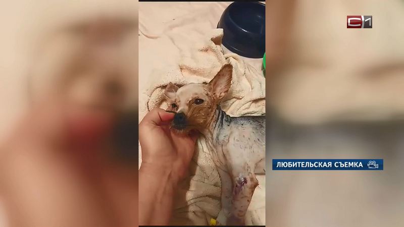 В Сургуте зоозащитники вывезли из логова псевдозаводчиков измученных собак