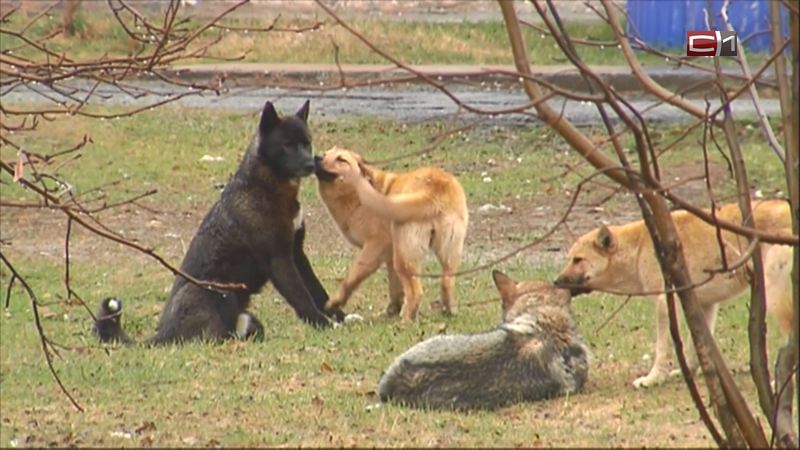 Собаки покусали шесть человек в одном из городов Югры. СК организовал проверку
