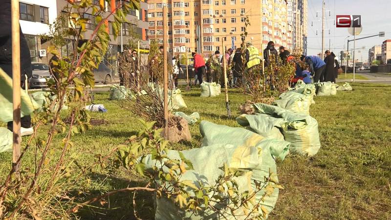 Вдоль целого ряда улиц Сургута высадили деревья и кустарники