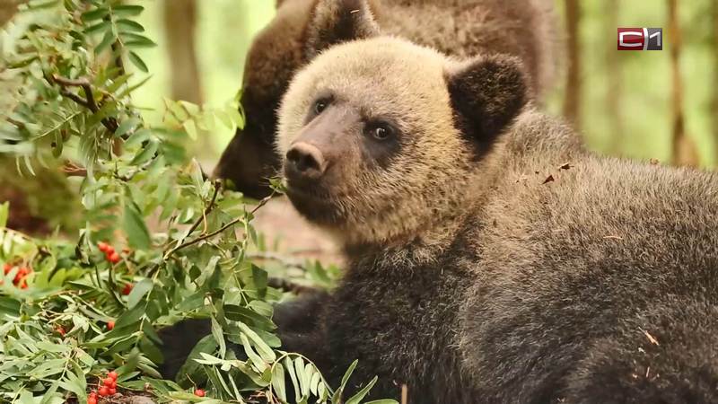 Трех медвежат-сирот из Тюменской области выходили и выпустили обратно в лес