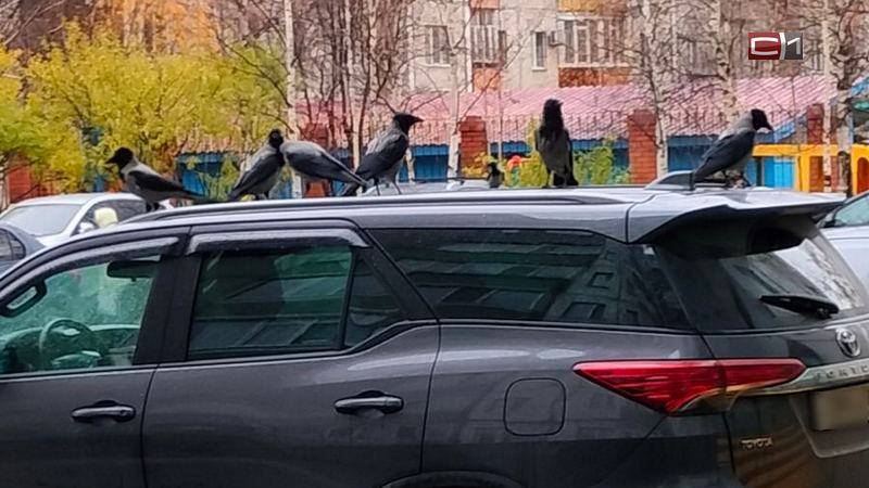 «Клюют машины и отбивают краску». Вороны оккупировали один из дворов Сургута. ФОТО