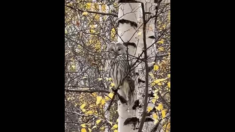 «Какая красивая»: сову посреди города заметили жители Сургута. ВИДЕО